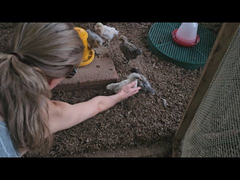 Видео: Приучаем птенчиков спать на улице с обогревателем. Последний день купального сезона.