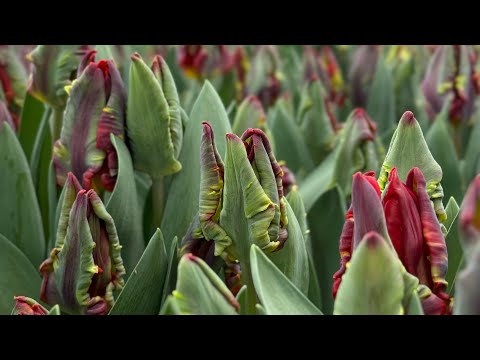 Видео: 27.02 Огляд тюльпанів до 8 березня🌷 Теплиця Черкаси🏡 Вигонка тюльпанів🌷