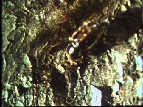 Видео: 3 Биология короедов