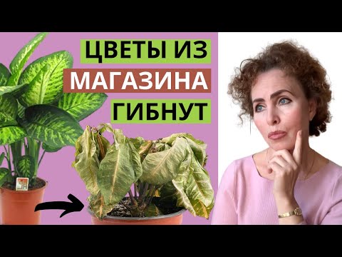 Видео: Почему не цветут магазинные комнатные цветы