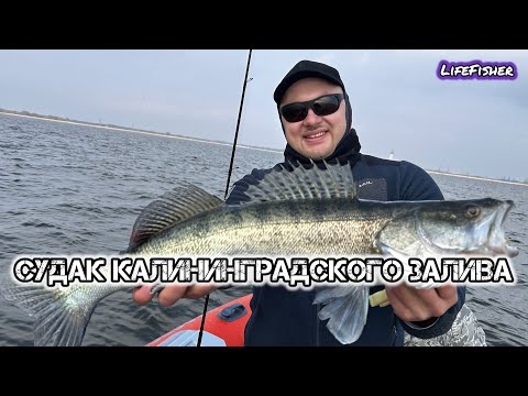 Видео: Попали на ЖОР СУДАКА. Калининградский Залив. Рыбалка в Калининграде с гидом.