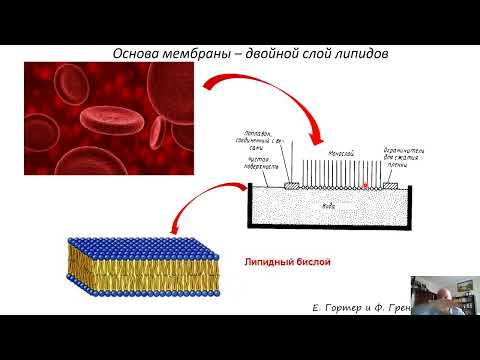 Видео: Клеточные мембраны: арена развития важнейших биологических процессов и «источник вдохновения»