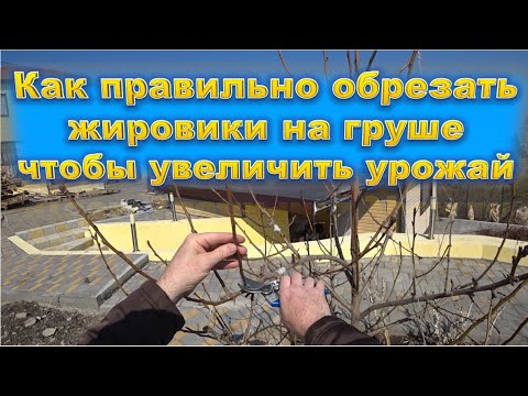 Видео: Как правильно обрезать жировики на груше для повышения урожая