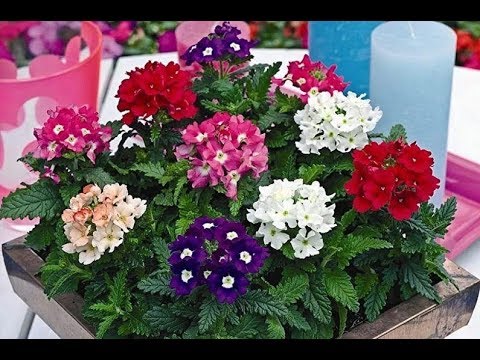 Видео: ВЕРБЕНА. ПОСЕВ СЕМЯН ВЕРБЕНЫ. ОБЗОР ВСХОДОВ. СЕЗОН 2019.
