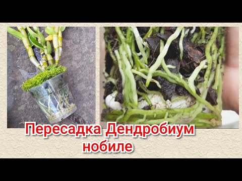 Видео: Дендробиум Нобиле пересадка,субстрат, корни орхидеи.