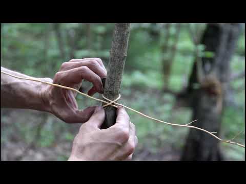 Видео: Выживание в лесу I 3 совета по обустройству жизни.