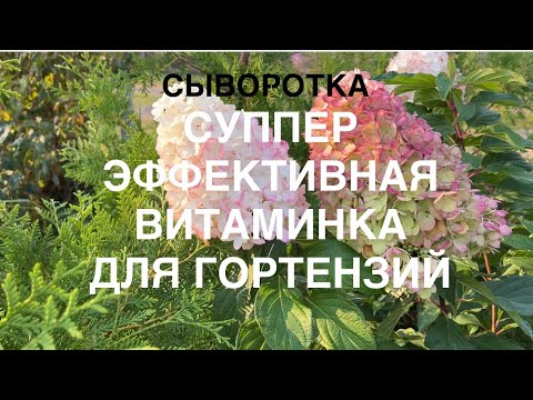 Видео: Ещё один «секретик» подкормок для моих гортензий🫶