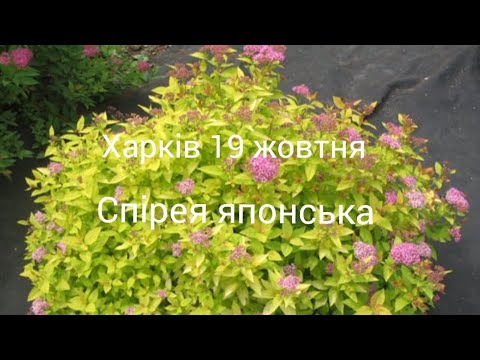 Видео: ХАРКіВ 19 жовтня бабине літо! Виставила рослини за подвір'я, ніхто не взяв! 