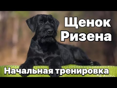 Видео: Дрессировка щенка ризеншнауцера)) Ко мне, дай, рядом и многое другое