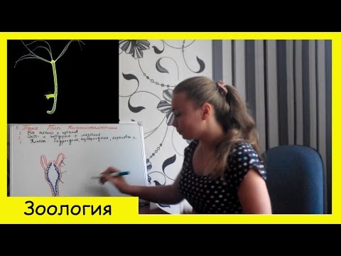 Видео: Тип кишечнополостные| Пресноводная гидра.