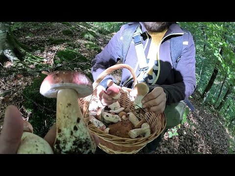 Видео: У лісах ПАНУЄ БІЛИЙ ГРИБ! Грибника кинуло в ТРЕМТІННЯ-Грибі всюди!