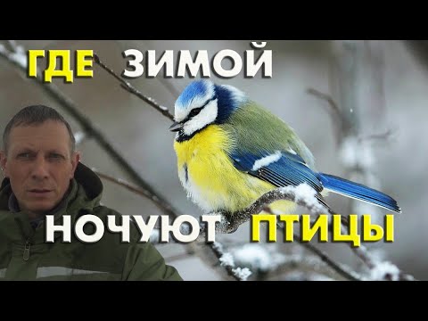 Видео: Где зимой ночуют птицы, и как мы больную птицу принимаем за доминирующую / Репортаж орнитолога