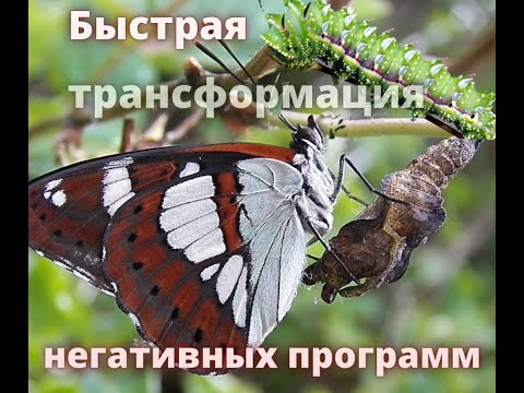 Видео: Трансформация негативных програм  Открытый вебинар