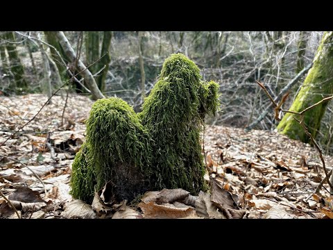 Видео: С этого всё началось...