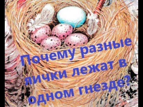 Видео: Виталий Бианки - Подкидыш
