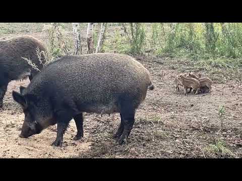 Видео: 12 ноября 2025 г.