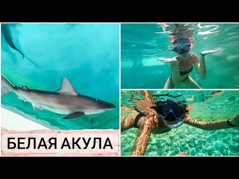 Видео: МОРСКОЙ ПАРК в Турции! ЛУЧШЕ НЕ ПРИДУМАТЬ😍SEALANYA