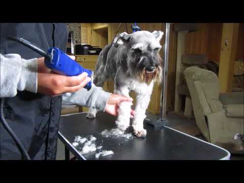 Видео: Уход за лапами шнауцера с помощью лезвия №5 | Советы по уходу за шнауцером