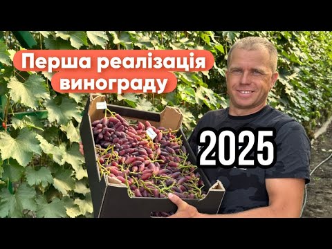 Видео: Перша реалізація винограду.  2025 рік!
