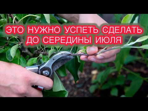 Видео: ЛЕТНЯЯ ОБРЕЗКА В САДУ. Обрезаем грушу и яблоню правильно.