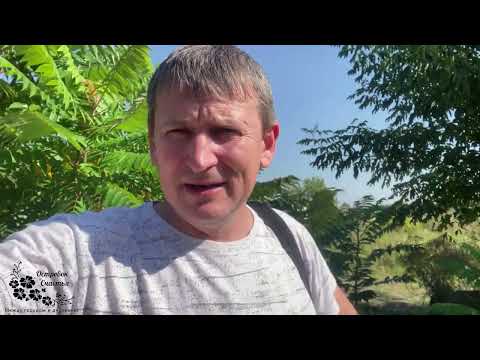 Видео: 20.Край ты мой, родимый край! 