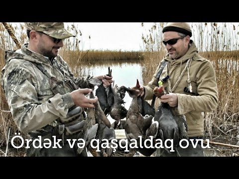 Видео: Ördək və qaşqaldaq ovu. Охота на уток и лысуху.