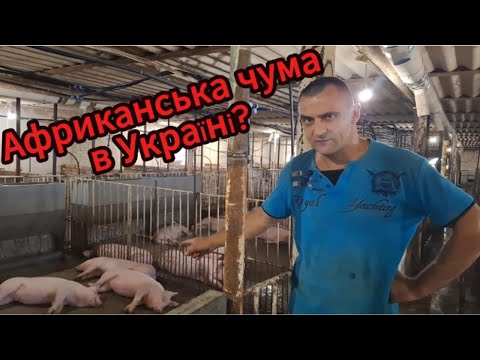 Видео: ФЕРМА СВИНЕЙ. ОГЛЯД ВІД КУМЕДНОГО ФЕРМЕРА.