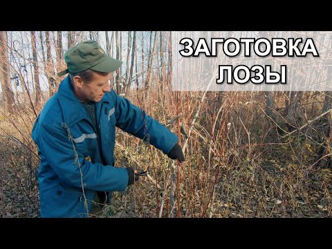 Видео: ПОХОД НА ПРИРОДУ ЗА ЛОЗОЙ #лозоплетение