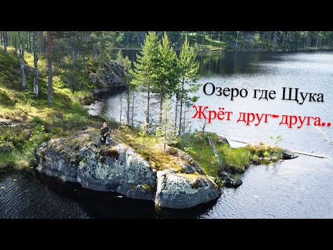 Видео: Одиночная Рыбалка на Таёжном Озере| Глушь где Живёт Медведь UHD