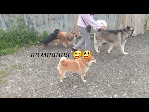 Видео: Мы гуляем с юши и филя и компания у нас шлейка ура!😃
