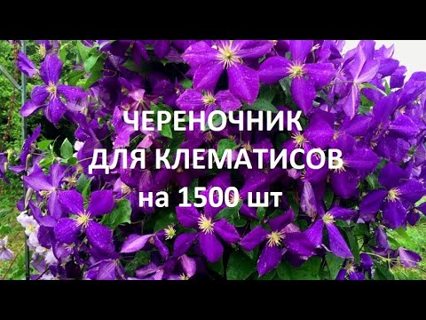 Видео: КЛЕМАТИСЫ.  Как сделать ЛУЧШИЙ череночник  для  РАЗМНОЖЕНИЯ на 1500 шт.черенков