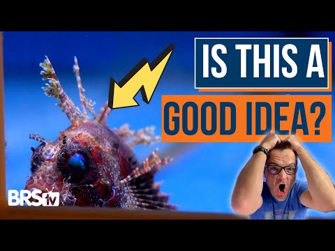 Видео: Готовы ли вы завести рыбу в аквариуме с морской водой? Сначала ознакомьтесь с этими советами! — Э...