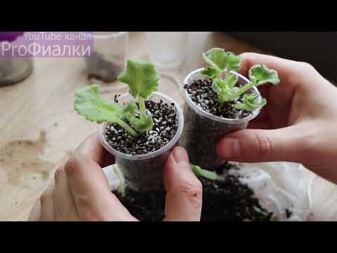 Видео: Как ВЕСНОЙ ПРАВИЛЬНО ОТДЕЛИТЬ детку фиалки от листа? Подробный МАСТЕР-КЛАСС