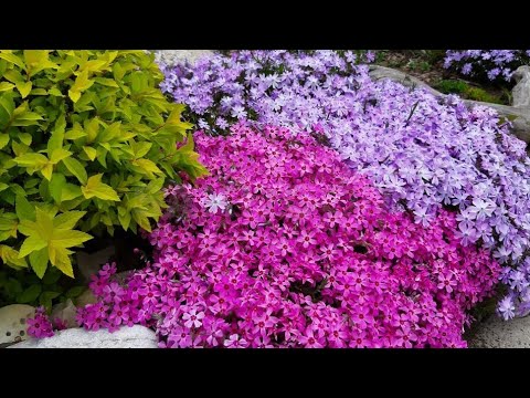 Видео: ПОЧВОПОКРОВНЫЕ растения - СКАЗОЧНЫЕ ковры в Вашем САДУ!
