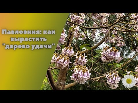 Видео: Павловния - как вырастить Дерево удачи.