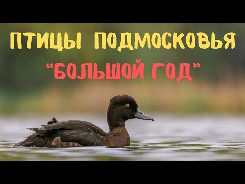 Видео: Птицы Москвы и Подмосковья - мой "Большой год"