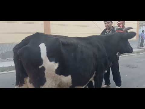 Видео: 98 594 00 27 ватсаб 2 сар моли оча бача бо нархи дастрас