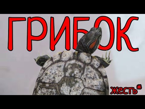 Видео: ГРИБОК НА ПАНЦЫРЕ У ЧЕРЕПАХ!!!