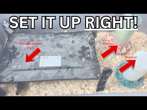 Видео: Настройка брудера для перепелов Coturnix — единственное видео, которое вам нужно!