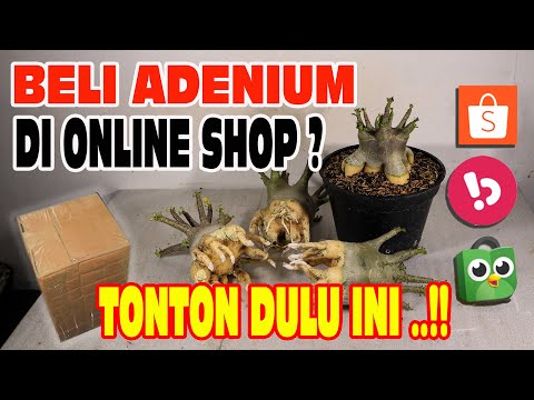 Видео: Как ухаживать и обращаться с растениями адениума, купленными в Интернете. Бонсай из розы пустыни