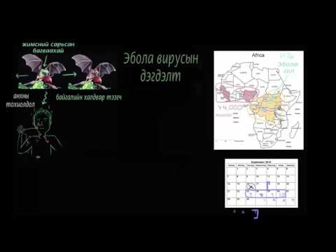 Видео: Эбола вирусын дэгдэлтийн шалтгаан