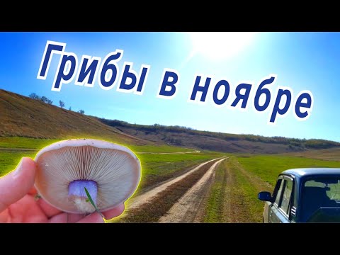 Видео: За грибами в ноябре. Рядовка лиловоногая