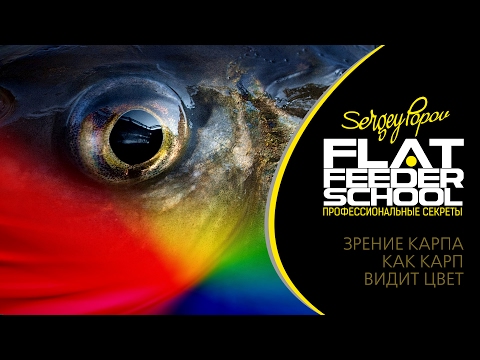 Видео: Зрение карпа, как карп видит цвет / FLAT FEEDER SCHOOL / УРОКИ ЛОВЛИ НА ФЛЭТ ФИДЕР