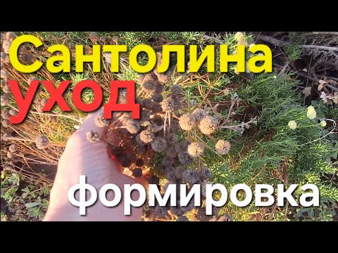 Видео: Сантолина/ОБРЕЗКА нужна/уход 
