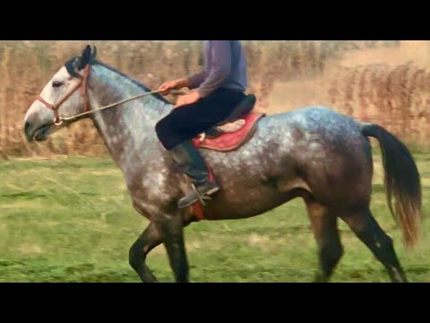 Видео:  Кыргыз жылкы текшерип аласынар 9 октября 2025 г.