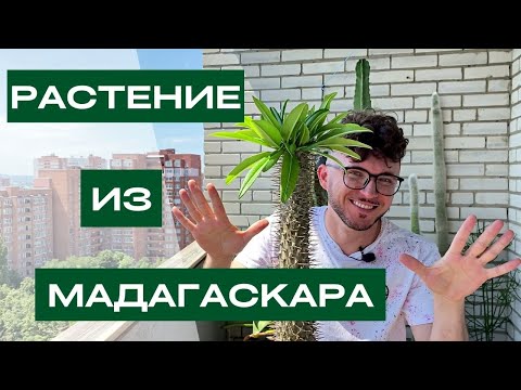 Видео: КАК ЗАВЕТВИТЬ ПАХИПОДИУМ