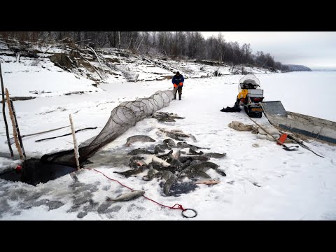 Видео: Подледный лов налимов на Иртыше