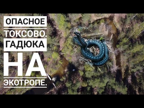 Видео: Опасное Токсово. Гадюка. Тропа Здоровья. Озеро Хепоярви - Морье.