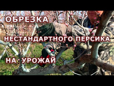 Видео: Обрезка нестандартного персика на урожай / продолжение...