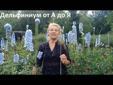 Видео: Дельфиниум от А до Я в природном земледелии.